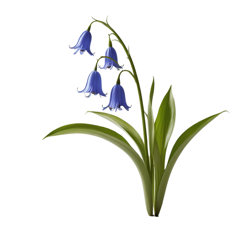 bluebell candle