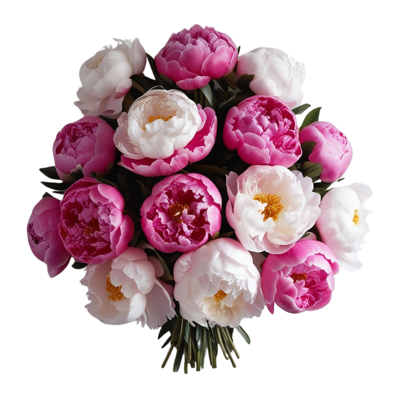 peony blush