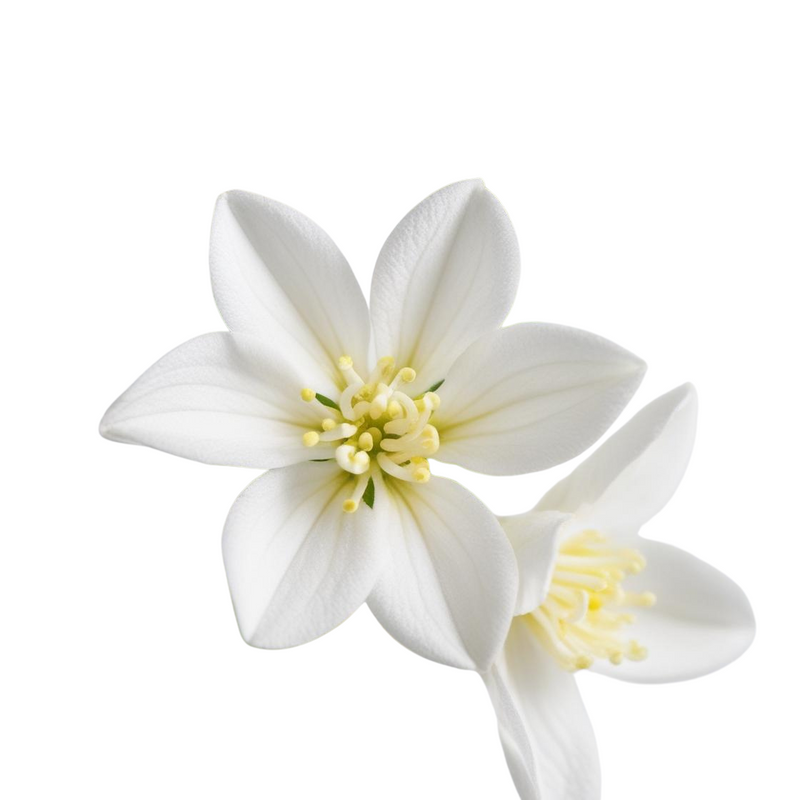 Night Jasmine